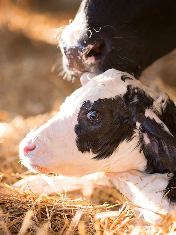 Photo of a newborn calf and cow