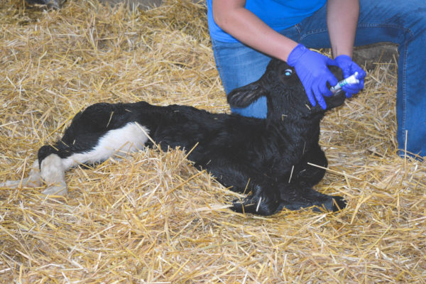 Photo of Calf Perk being administered to a new calf