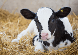 Accelerate a calf’s ability to overcome scours - TechMix Global