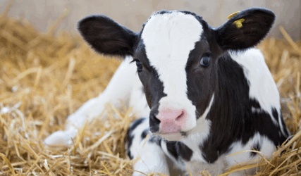 CA02_Adele-Calf-800x564