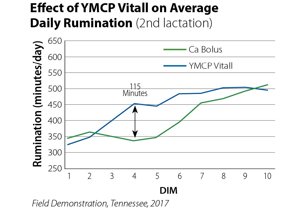 YMCP rumination graphic