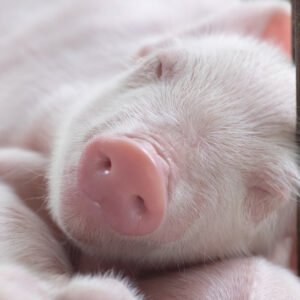 Photo of a baby pig sleeping 