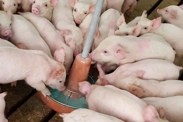 Photo of 20 baby pigs gathered around and feeding from a trough