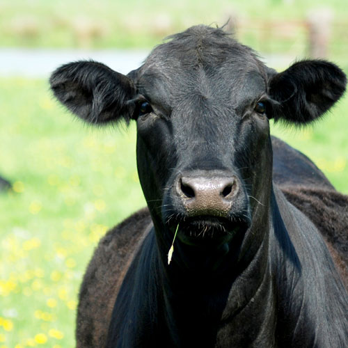 Photo of a beef cow