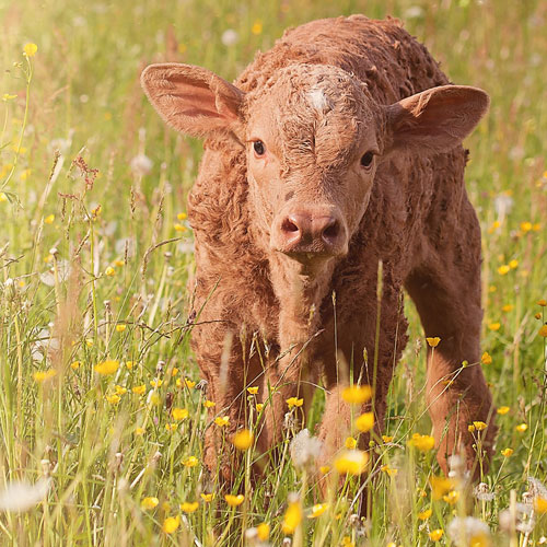Photo of a beef calf in a meadow with green grass and flowers