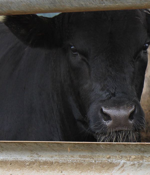 Photo of a black cow in a pen