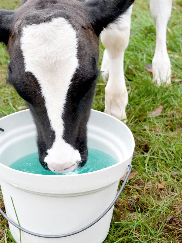 Photo of a calf drinking from a white pail