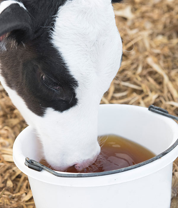 Photo of a calf drinking from a white pail