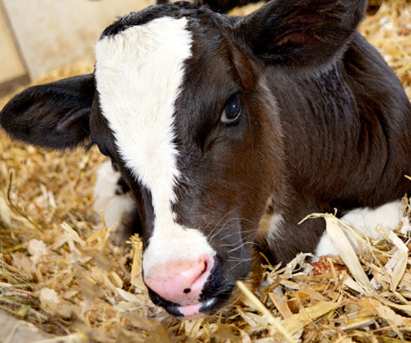 Photo of a calf laying down in hay