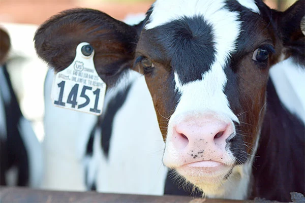 Photo of a calf at Schneider Farms in Wisconsin