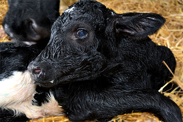 Photo of a newborn calf laying in hay