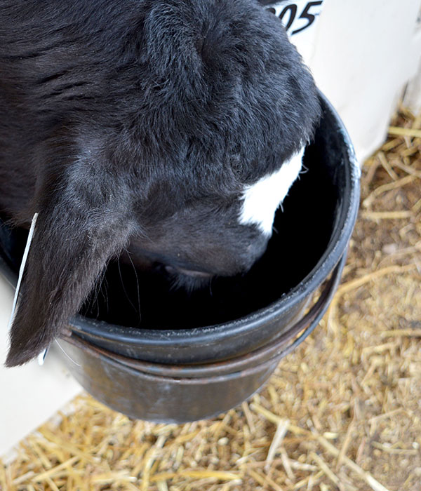 Photo of a calf drinking out of a pail