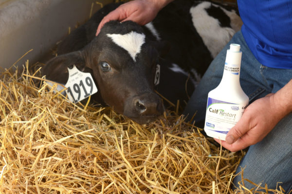 Photo of a bottle of Calf Restart One-4 being held near a calf