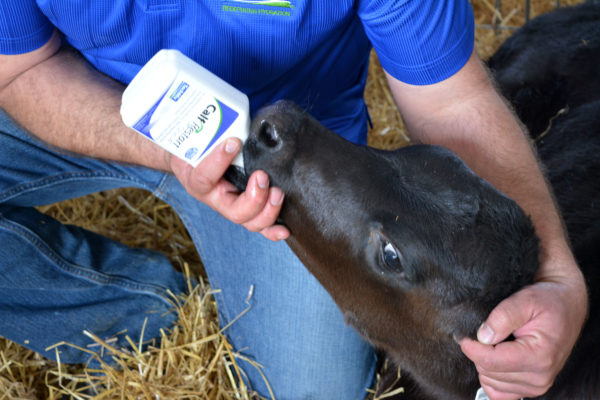 Photo of a bottle of Calf Restart One-4 being administered to a calf