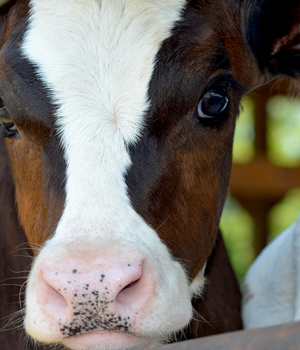 Photo of a brown and white calf