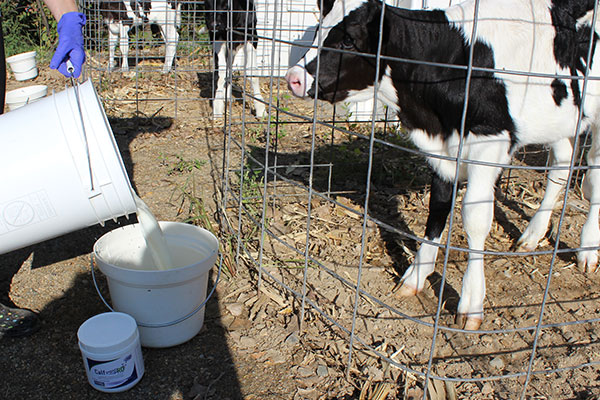 Photo of Calf PreRD being added into a pail with a calf waiting in an enclosure at Bode Dairy and Feedlot