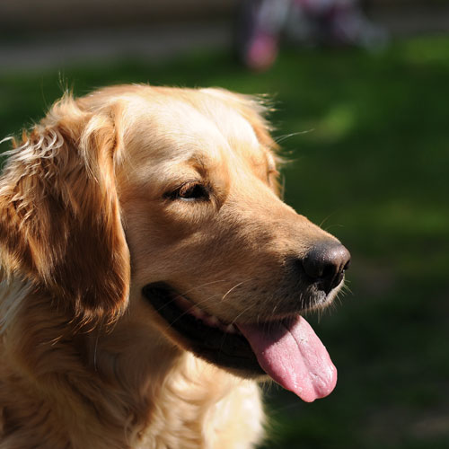 Photo of a golden retriever dog