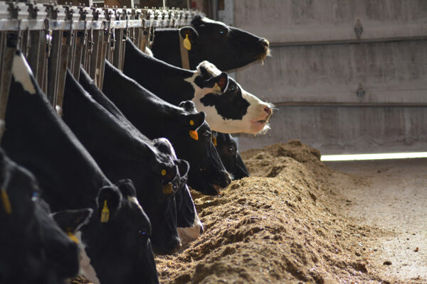 Dairy Article recovery road cows eating