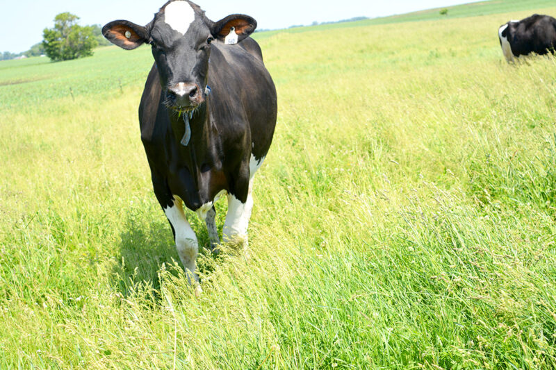 Dairy article unspoken truth cow in pasture