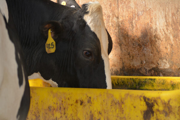 dairy article water quality cow drinking water