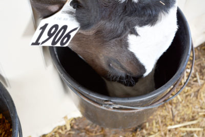 Black and white calf drinking