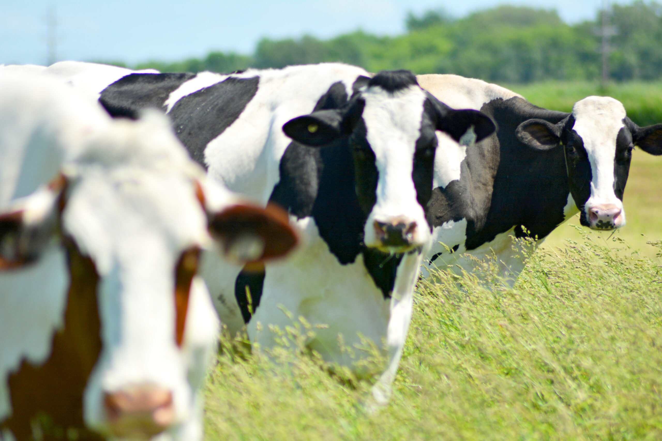 Photo of three Holstein cows in a pasture