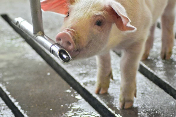 Photo of a baby pig drinking from a water tube