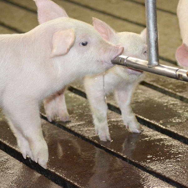 Photo of baby pigs drinking from a water tube