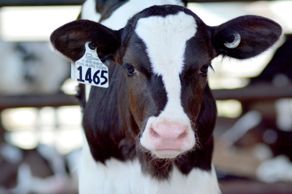 black and white calf looking