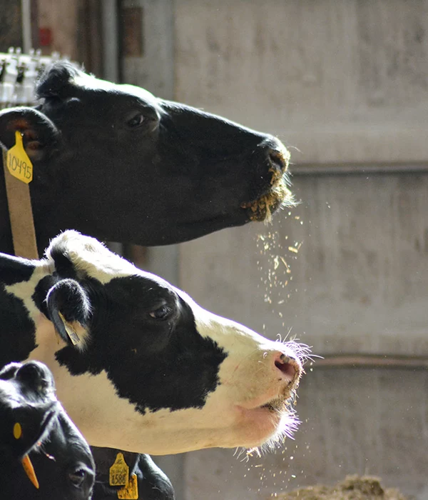 Photo of two cows