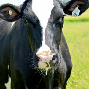 Photo of a dairy cow