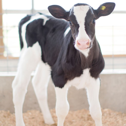 Photo of a Holstein dairy calf