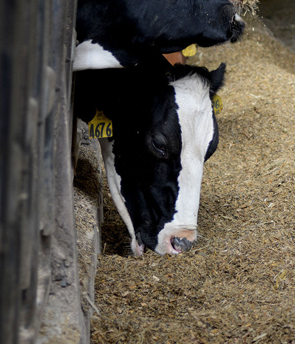 Photo of a cow eating dry feed