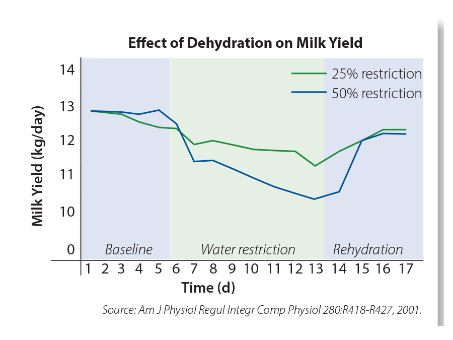 Effects of dehydration on milk yield