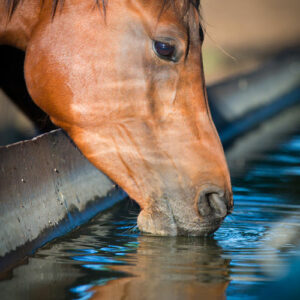 Photo of a horse drinking