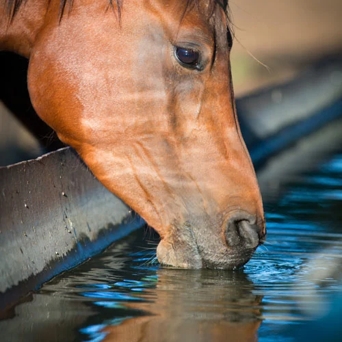 Photo of a horse drinking from a water trough