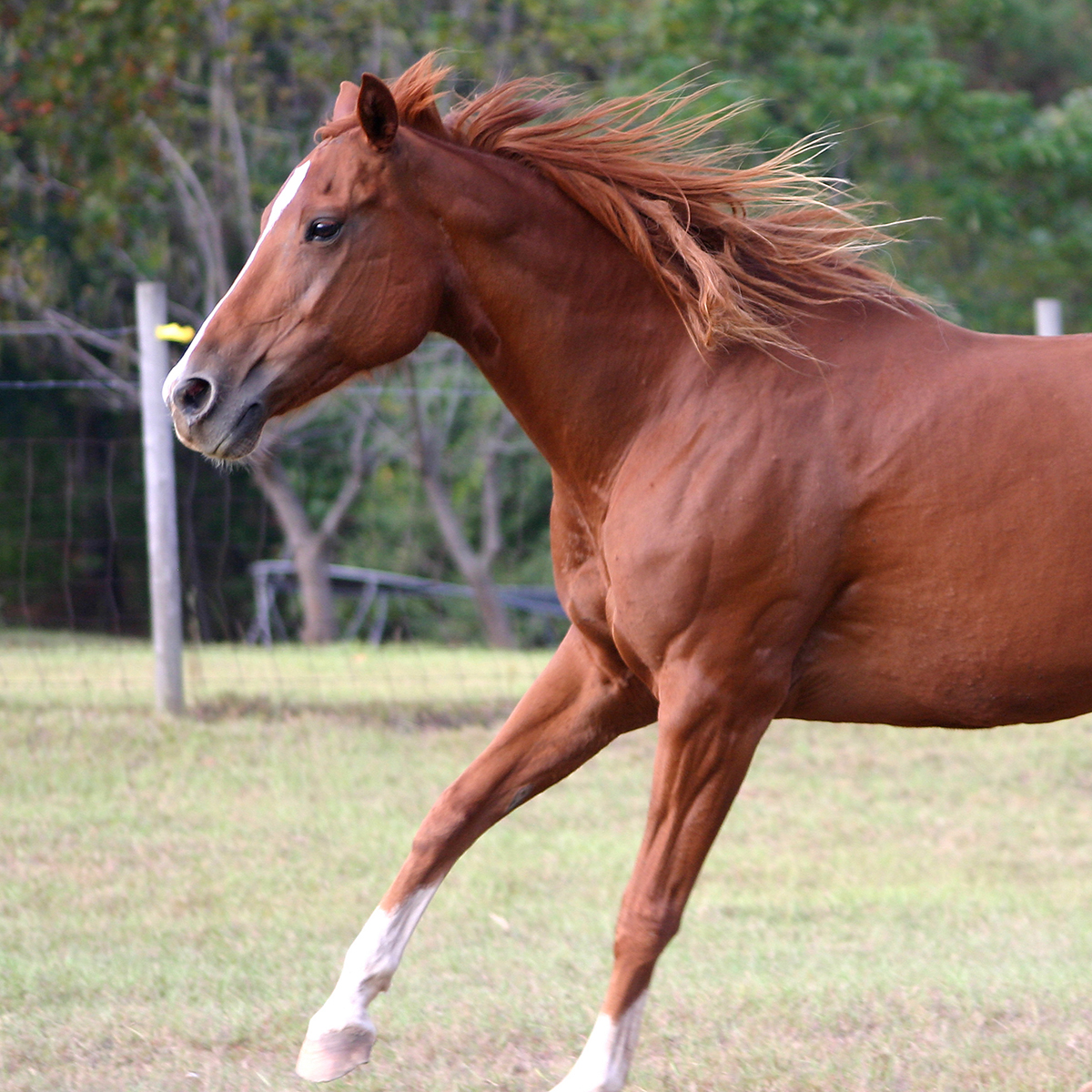 Image of a horse running