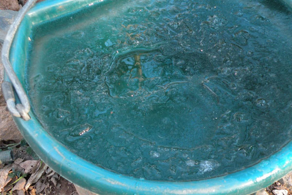 Photo of Goat BlueLite® in a pail