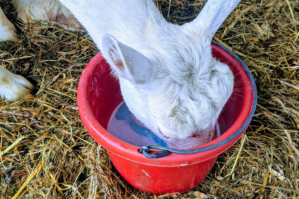 Photo of a goat drinking Goat YMCP out of a red pail at Evening Song Dairy
