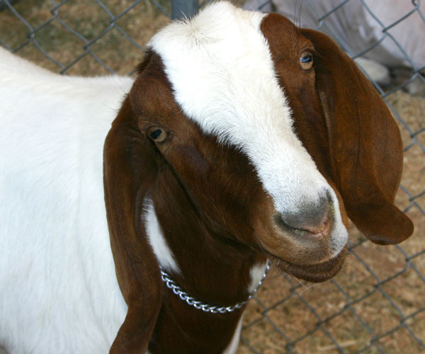 Photo of a brown and white goat