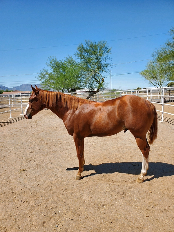 Image of a horse in a fenced in area