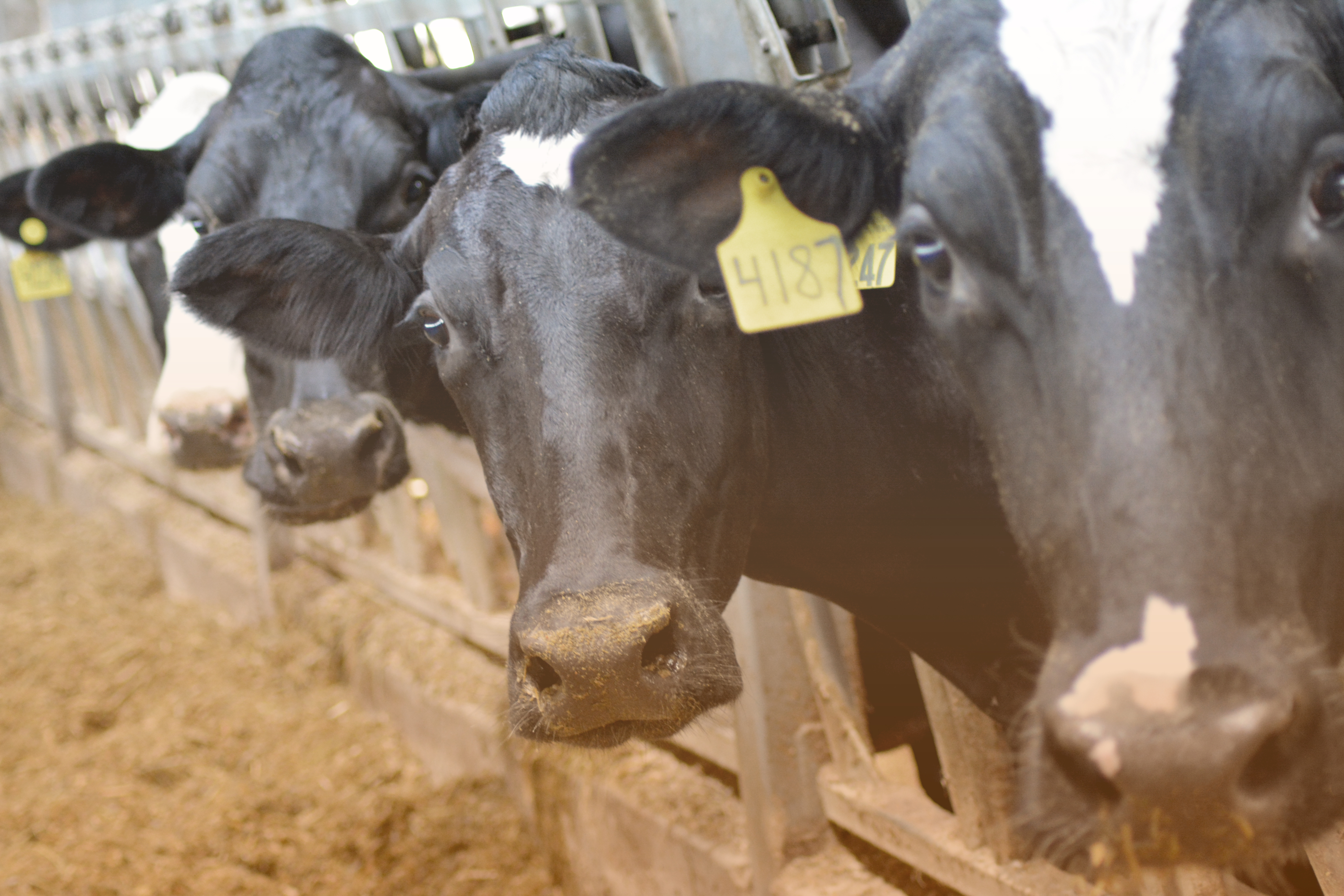 Heat stressed cows picture