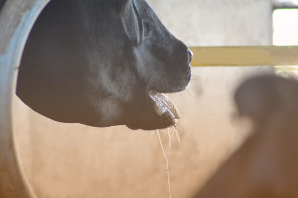 Photo of a cow panting from heat