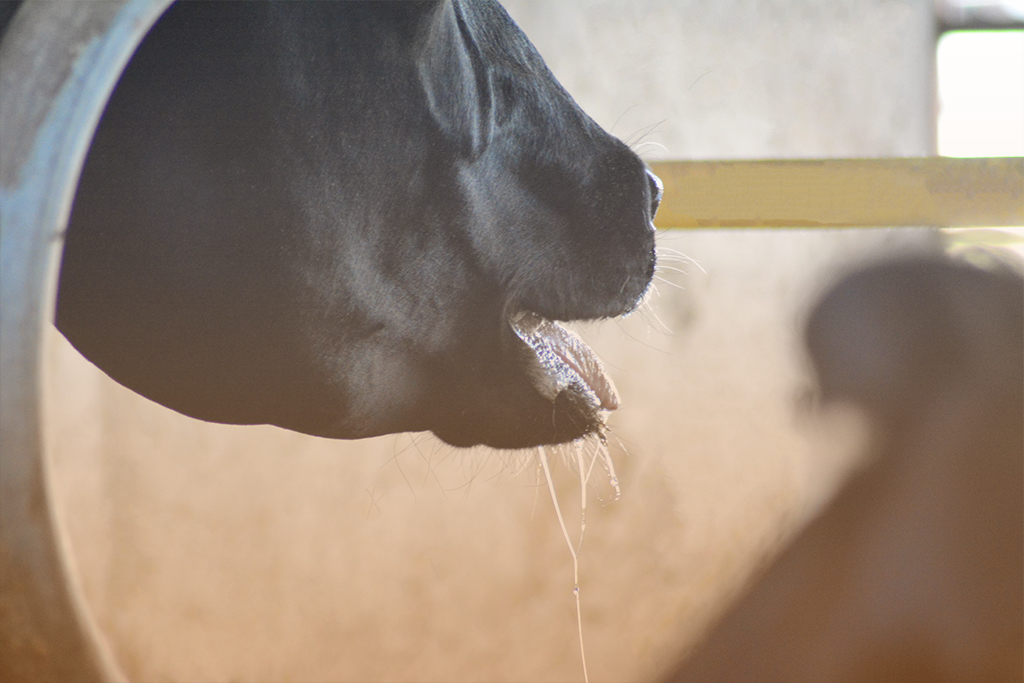 dairy cow panting heat stress