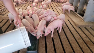 Photo of ImmuFend being poured into a trough for weaned pigs