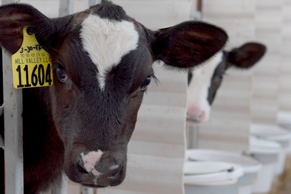 Non pharma solutions for calves