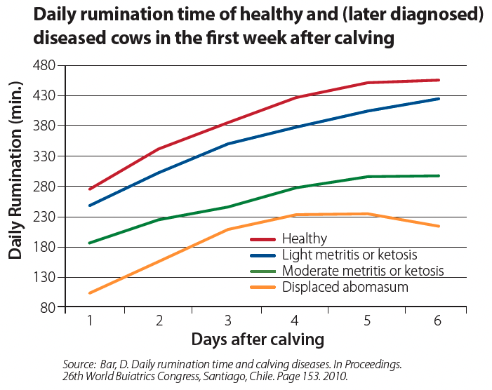 Daily Rumination Time of Health and diseased cows in the first week after calving graph