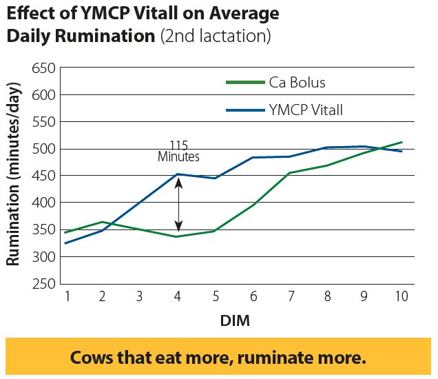 Effect of YMCP Vitall on Average Daily Rumination Graph