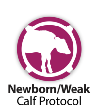 Newborn/Weak Calf Protocol graphic