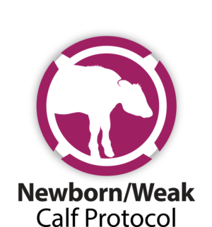 Newborn Weak Calf Protocol graphic